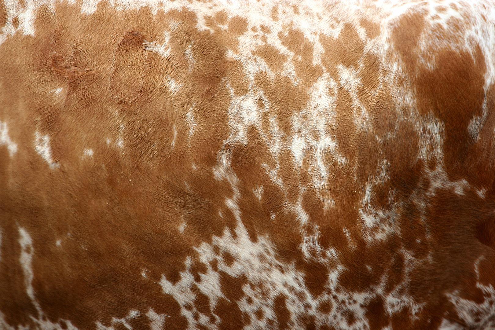 Cow Skin